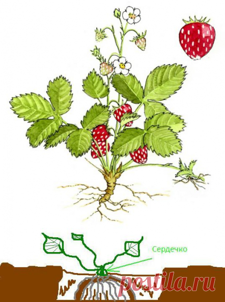 Правильная посадка клубники и основной уход за растениями | Фермер Джек - органическое фермерство и садоводство