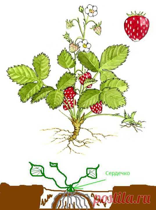 Правильная посадка клубники и основной уход за растениями | Фермер Джек - органическое фермерство и садоводство