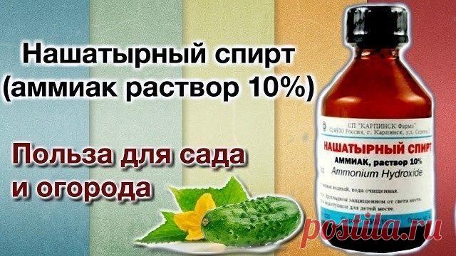 НАШАТЫРНЫЙ СПИРТ ДОМА И НА ДАЧЕ