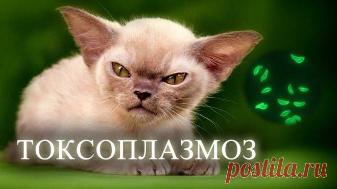 🐈🐈‍⬛️🐈 Теряю зрение! Причем тут кошки⁉️ | Врачи рядом | Доказательный блог | Дзен