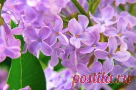 ЛЕЧЕБНЫЕ СВОЙСТВА НАСТОЙКИ ИЗ СИРЕНИ
Её называют лисьим хвостом и символом русской усадьбы. Она зацветает одна из первых — по весне, в мае, целыми гроздьями лиловых, белых, сиреневых цветов. Её дурманящий аромат разливается далеко по округе...