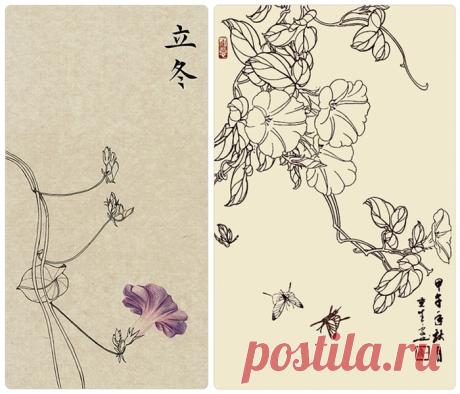 Цветок Вьюнка. Контурный рисунок