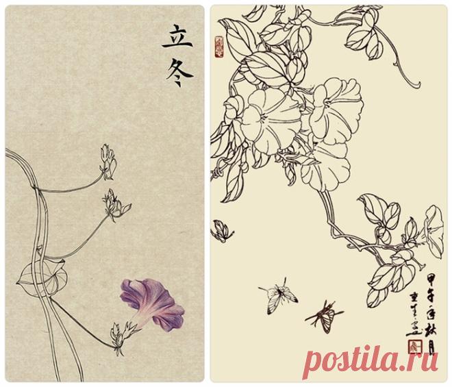 Цветок Вьюнка. Контурный рисунок