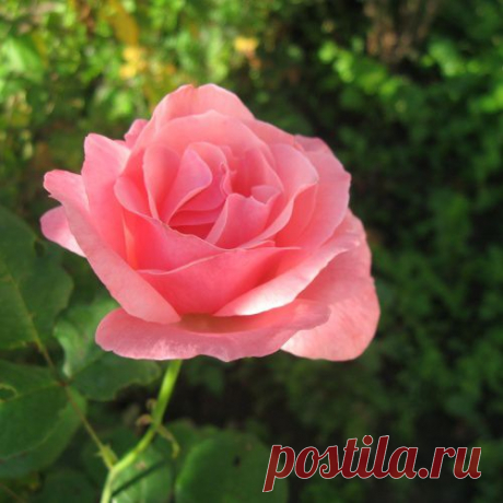Разные способы размножения роз