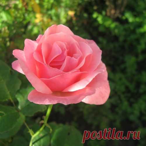 Разные способы размножения роз