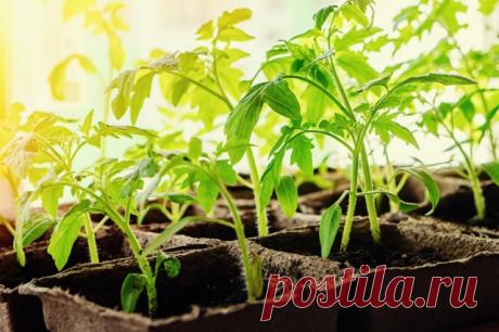 5 ошибок при выращивании рассады, которые приводят к ее перерастанию