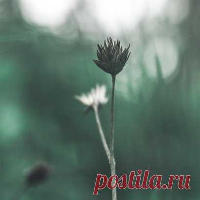 Сады, дача, загородный дом, как не назови — это маленький личный уголок природы
Каждый использует его по-разному:
как огород и едет высаживать картофель, морковь, лук и другие культуры,
для других это место куда можно приехать пожарить мясо на мангале,
как место отдыха для души и тела, создания маленького мира.
Именно такого маленького природного уголка нам часто не хватает. Места, где можно восстановиться, получить глоток энергии.
А чтобы загородный дом действительно стал...