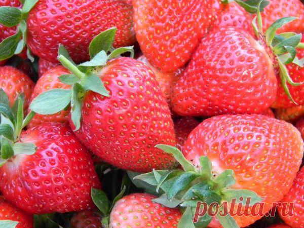 Успешное выращивание садовой земляники в домашних условиях (в квартире)