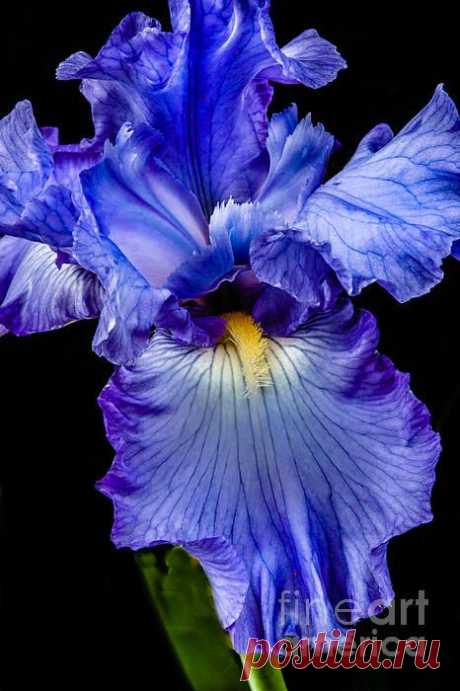 Blue Flag Print by Robert Bales
