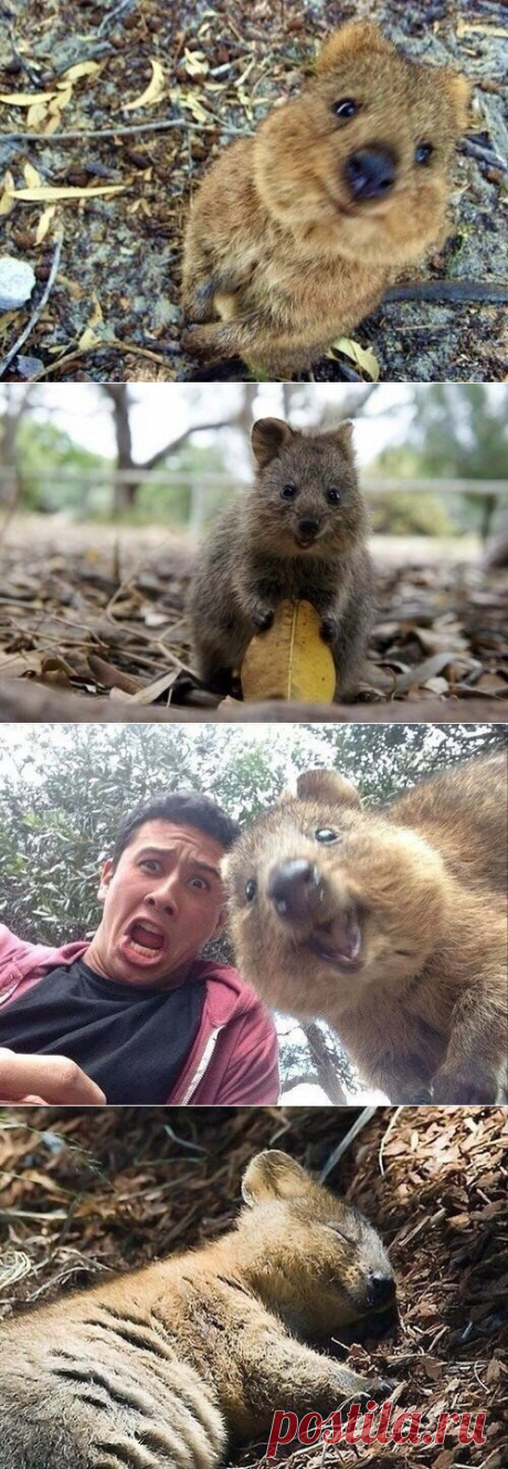 Квока — самое счастливое существо на земле