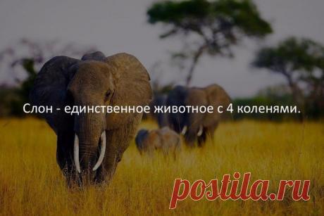 Елена Рыжкова