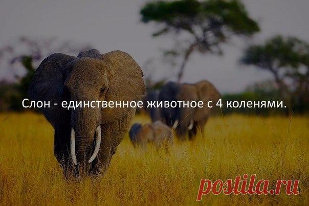 Елена Рыжкова