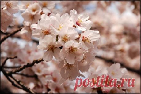 Цветение сакуры - символ красоты и быстротечности бытия