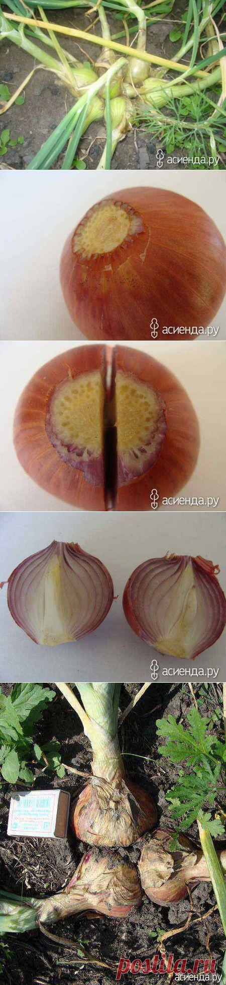 КАК ИЗ ОДНОЙ ЛУКОВИЦЫ ВЫРАСТИТЬ НЕСКОЛЬКО?: Группа Наши грядки