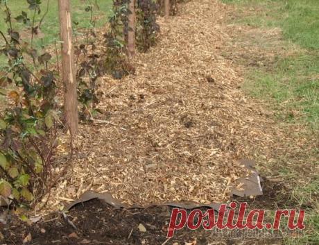 Полезные советы по использованию опилок в огороде Опилки – это древесные отходы, которым хороший хозяин всегда найдет применение. Кто-то относится к этому материалу несерьезно, а кто-то считает ценнейшим материалом для применения на даче и огороде.Ог...