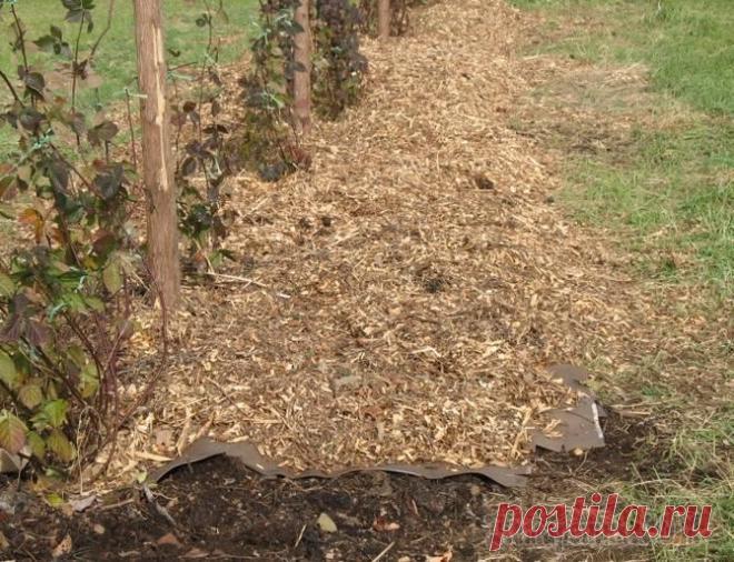 Полезные советы по использованию опилок в огороде Опилки – это древесные отходы, которым хороший хозяин всегда найдет применение. Кто-то относится к этому материалу несерьезно, а кто-то считает ценнейшим материалом для применения на даче и огороде.Ог...