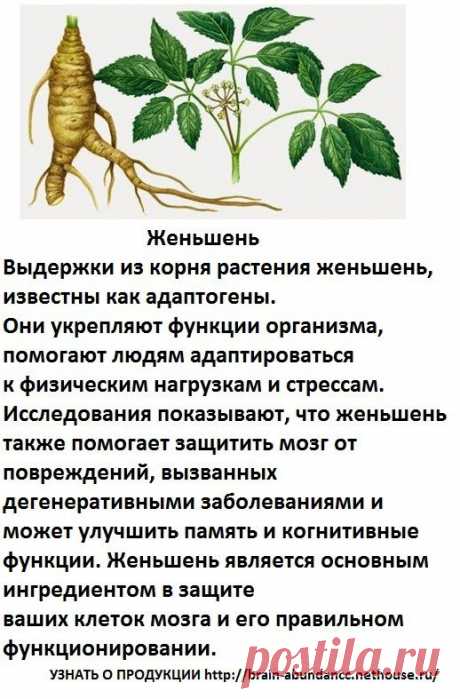 Основные ингредиенты Продукта Брейн Фул Плюс:
Женьшень
Выдержки из корня растения женьшень, укрепляют функции организма, помогают людям адаптироваться к физическим нагрузкам и стрессам. женьшень также помогает защитить мозг от повреждений, вызванных дегенеративными заболеваниями и может улучшить память и когнитивные функции. Женьшень является основным ингредиентом в защите ваших клеток мозга и его правильном функционировании