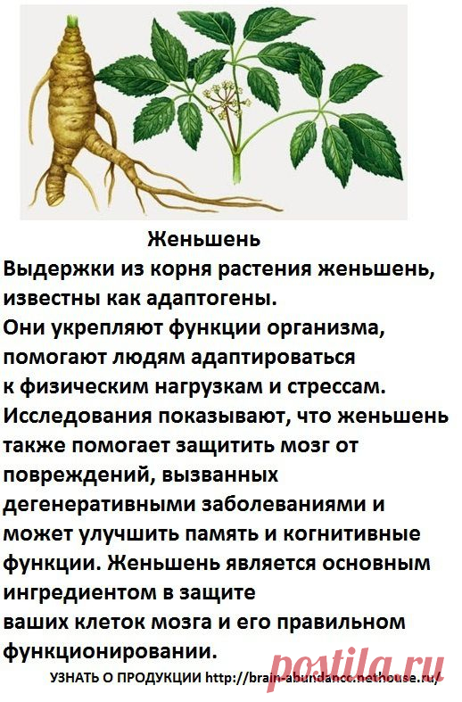 Основные ингредиенты Продукта Брейн Фул Плюс:
Женьшень
Выдержки из корня растения женьшень, укрепляют функции организма, помогают людям адаптироваться к физическим нагрузкам и стрессам. женьшень также помогает защитить мозг от повреждений, вызванных дегенеративными заболеваниями и может улучшить память и когнитивные функции. Женьшень является основным ингредиентом в защите ваших клеток мозга и его правильном функционировании