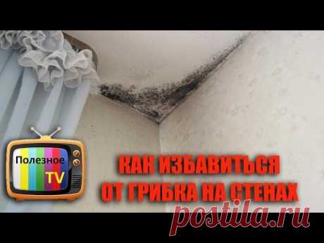 КАК ИЗБАВИТЬСЯ ОТ ГРИБКА НА СТЕНАХ