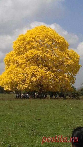 Pinterest (Pin) (157)