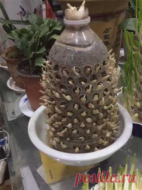 Соседка садит чеснок в бутылки и уже через 10 дней срезает молодые побеги