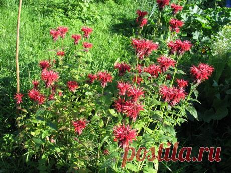 Почему монарду называют бергамотом | Всё травы да цветы... | Яндекс Дзен