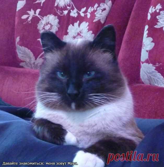 Это мой котик
