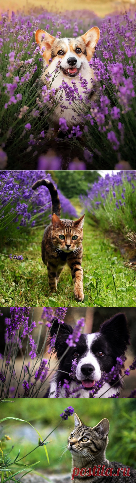 Лаванда, милая Лаванда, старинной сладости цветок...