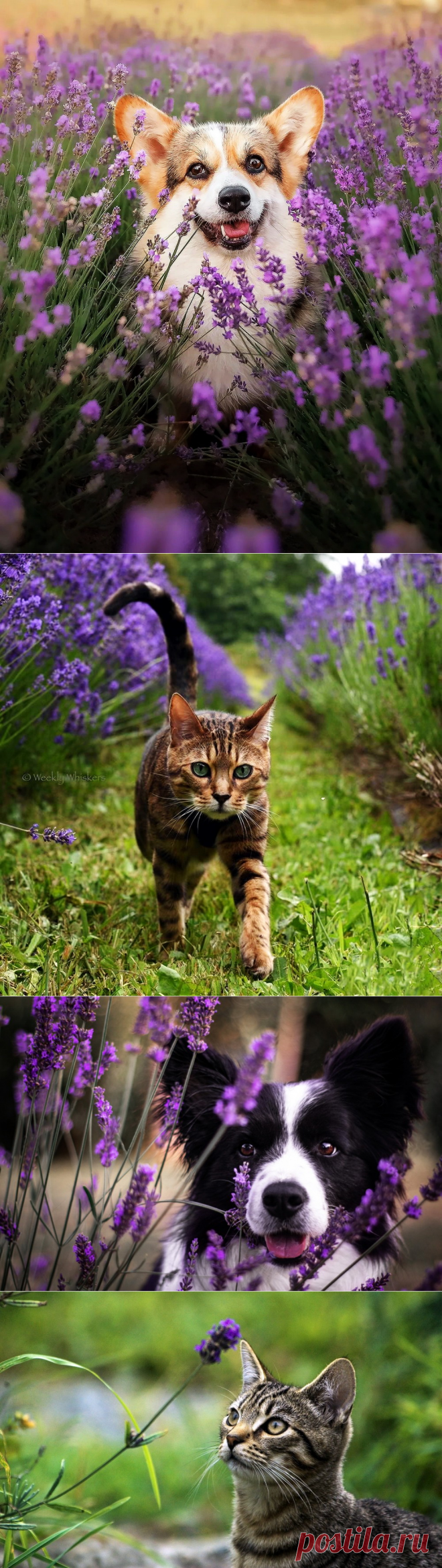 Лаванда, милая Лаванда, старинной сладости цветок...