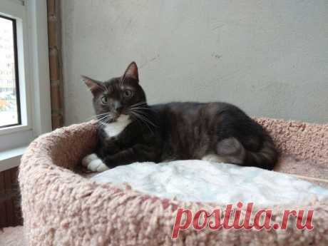 Ищет дом котик по имени Бакс! Москва и МО – Мы против жестокого обращения с ЖИВОТНЫМИ!!!, пользователь Natalia Chiki | Группы Мой Мир