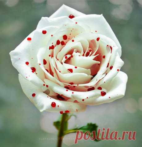 розы