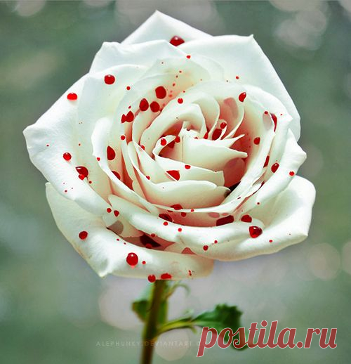 розы