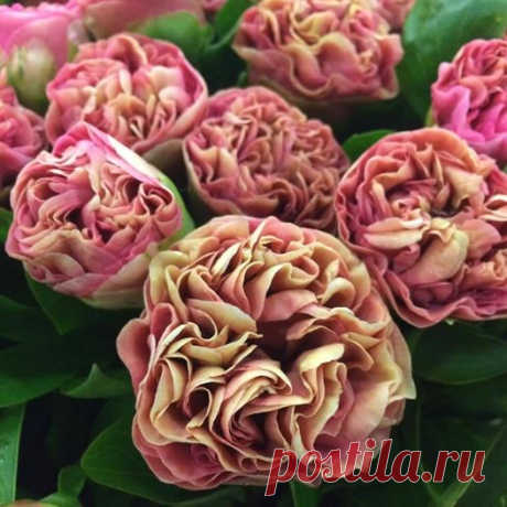 Піон Карнейшн букетный 😍😍😍 СУПЕР!!! Цена 600грн (корневище 3-5 почек) Подробности на странице...