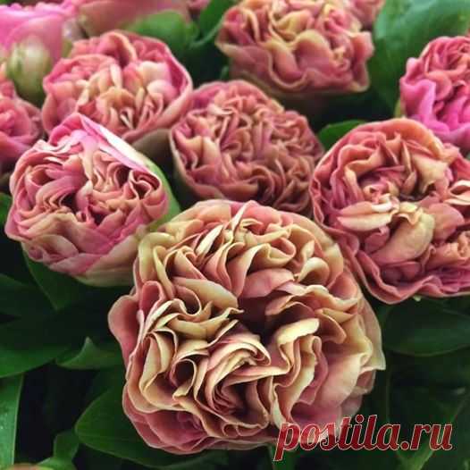 Піон Карнейшн букетный 😍😍😍 СУПЕР!!! Цена 600грн (корневище 3-5 почек) Подробности на странице...