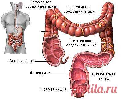 Зачем нужен аппендикс? Почему развивается аппендицит? :: Сто тысяч"почему". Почемучка