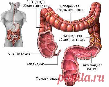 Зачем нужен аппендикс? Почему развивается аппендицит? :: Сто тысяч&quot;почему&quot;. Почемучка