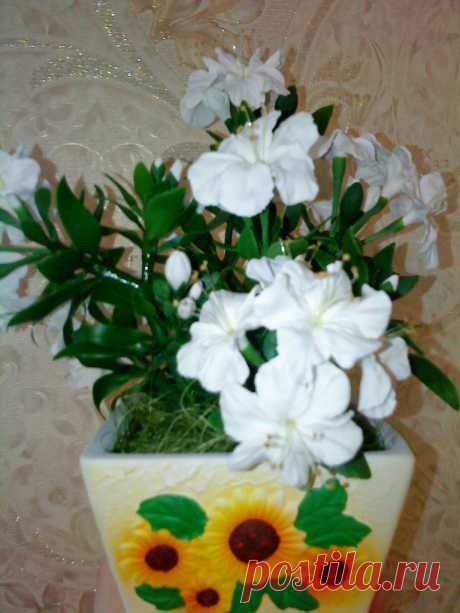 Фотографии Любы Назаровой – 8 альбомов