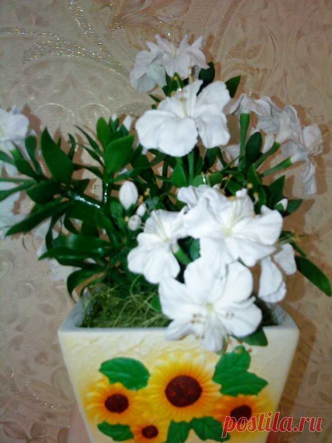 Фотографии Любы Назаровой – 8 альбомов