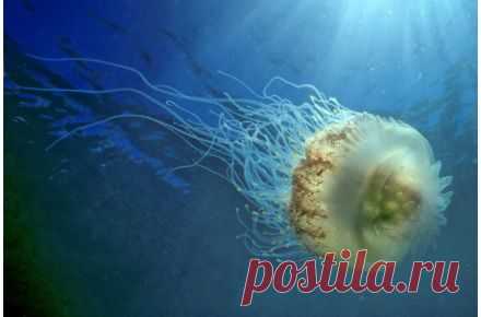 Природа