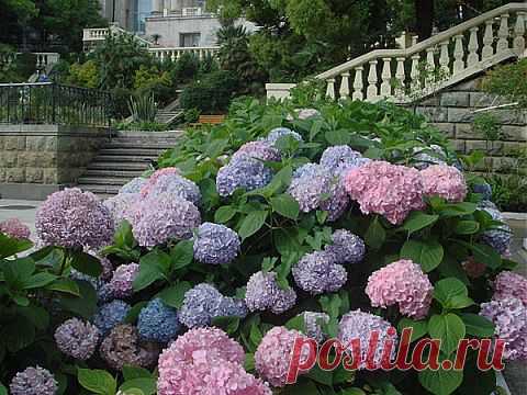 Растения, которые без труда украсят любой сад | ЖЕНСКИЙ МИР