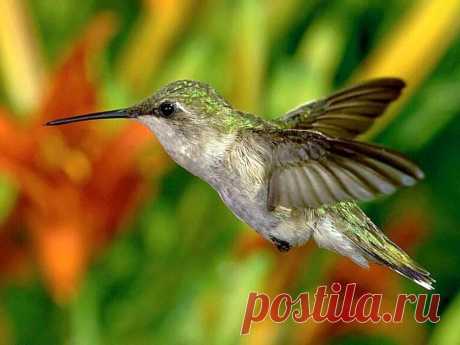 птицы | Записи с меткой птицы | Неизвестная_Планета