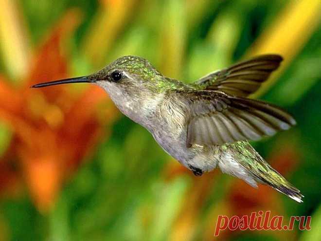 птицы | Записи с меткой птицы | Неизвестная_Планета