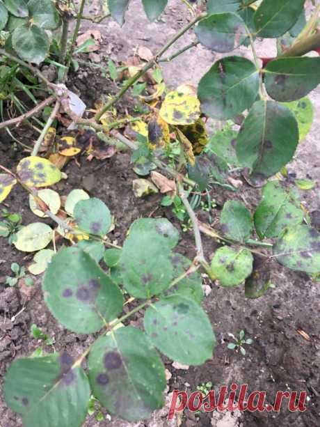 Помогите. Как спасти мои розы, чем опрыскать? И брызгать по листу или сначала нужно срезать листья и уничтожить их?