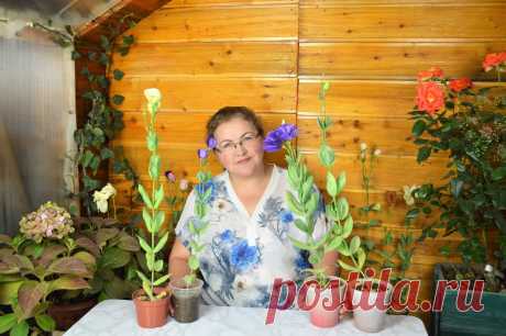 Что делать с эустомами осенью, чтобы цвели всю зиму и в лето с цветами уходили. Делюсь нюансами ухода | Сибирский сад | Яндекс Дзен