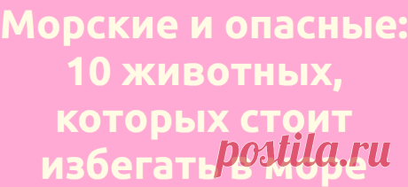 Морские и опасные: 10 животных, которых стоит избегать в море
Наука Биология 03.07.2021, 07:00 Морские и опасные: 10 животных, которых стоит избегать в море...
Читай дальше на сайте. Жми подробнее ➡