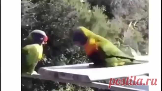 Я уж к ней и так и эдак, со словами и без слов....Танец попугайчика)