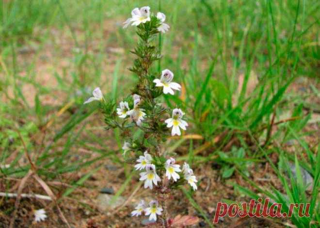 Лекарственное растение Очанка прямая (Euphrasia stricta). Однолетнее растение высотой 10-20 см с прямостоячим стеблем и дуговидно восходящими боковыми побегами, ветвящимися от основания. Листорасположение супротивное, листья голые, яйцевидные, с каждой стороны по 3-6 острых зубчиков, ко времени цветения увядают или опадают. Белые или бело-фиолетовые цветки с желтым пятном на 3-лопастной нижней губе.