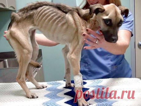 История спасения и невероятное преображение истощённой собаки (12 фото)