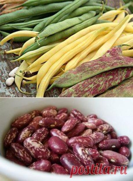 Когда убирать фасоль – рекомендации для огородников по сбору фасоли + Видео