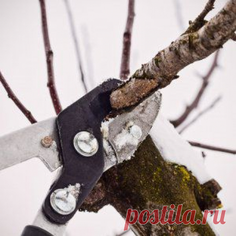Зимняя обрезка сада – советы новичкам